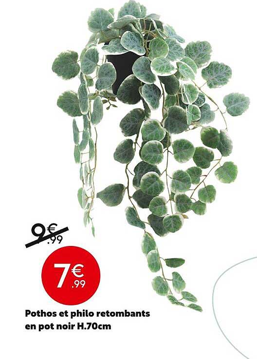 pothos et philo retombants en pot noir h.70 cm