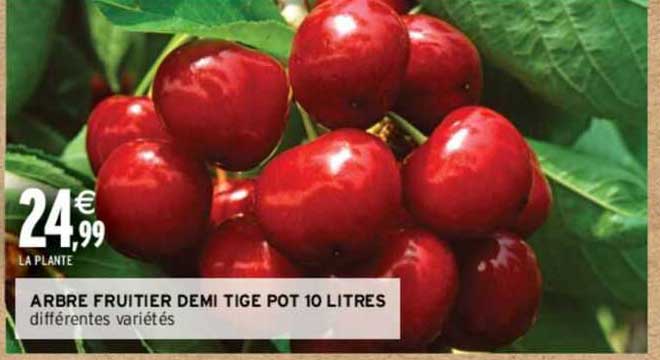 arbre fruitier demi tige pot 10 litres