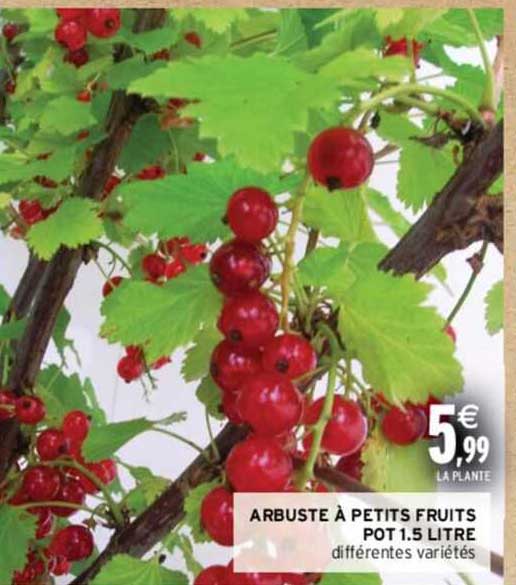 arbuste à petits fruits pot 1.5 litre