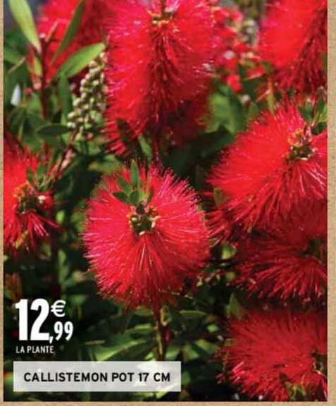 callistemon pot 17 cm