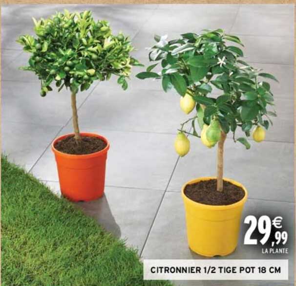 citronnier 1 2 tige pot 18 cm