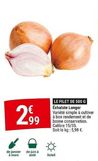 échalote longor