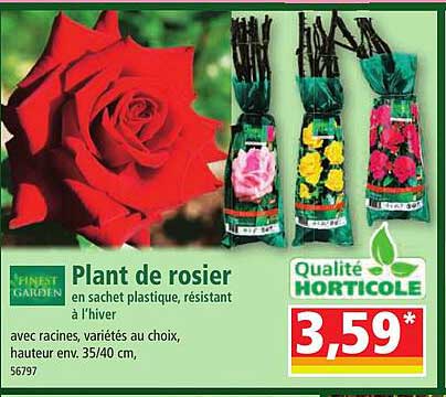 finest garden plant de rosier