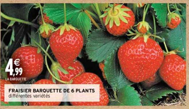fraisier barquette de 6 plants