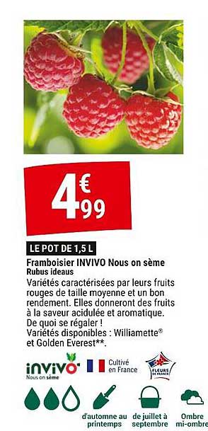 framboisier invivo nous on sème rubus ideaus