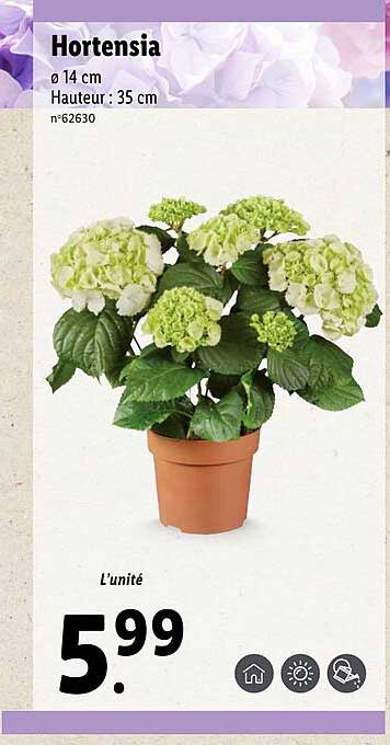 Hortensia