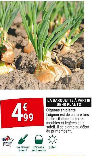 oignons en plants