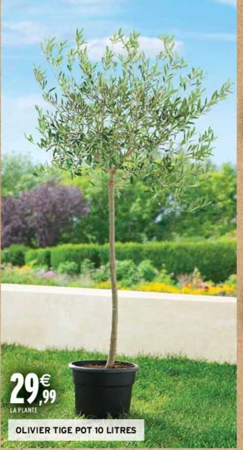 olivier tige pot 10 litres