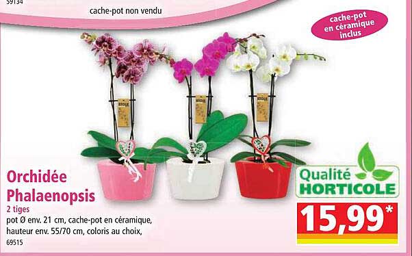 Orchidée Phalaenopsis