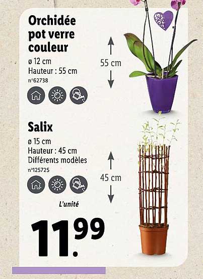orchidée pot verre couleur salix