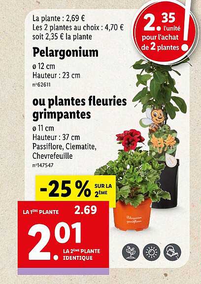pelargonium ou plantes fleuries grimpantes