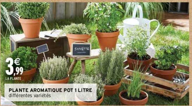 plante aromatique pot 1 litre