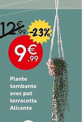 plante tombante avec pot terracotta alicante