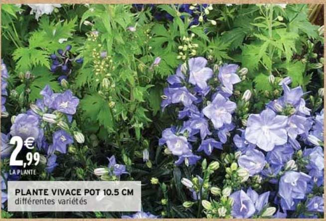 plante vivace pot 10.5 cm