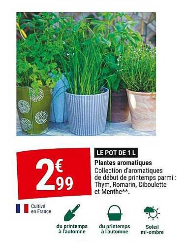 Plantes Aromatiques