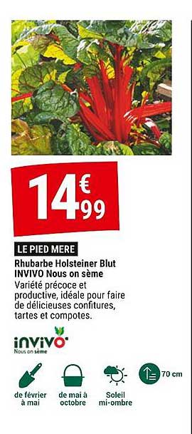 rhubarbe holsteiner blut invivo nous on sème