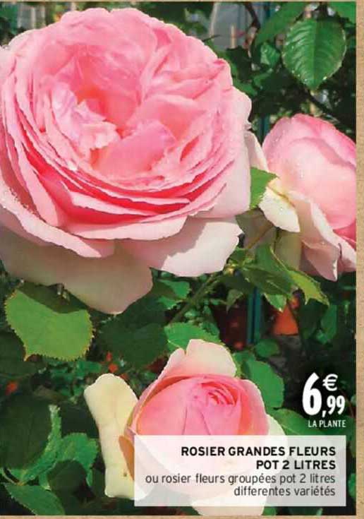 rosier grandes fleurs pot 2 litres