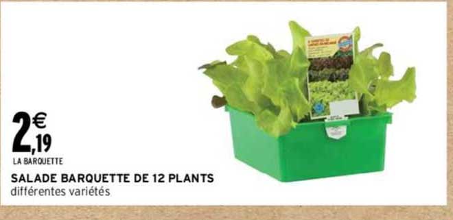 salade barquette de 12 plants