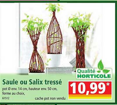 saule ou salix tressé