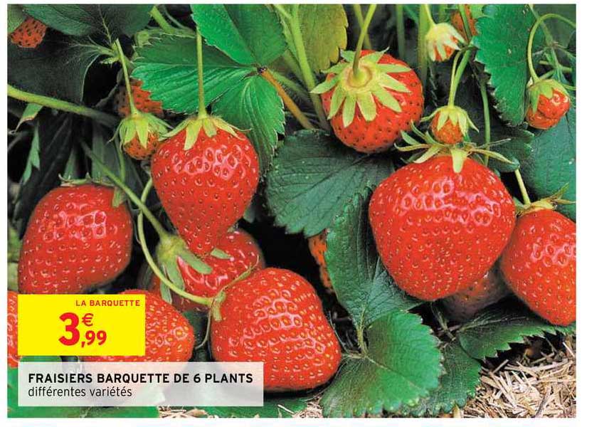 fraisiers barquette de 6 plants