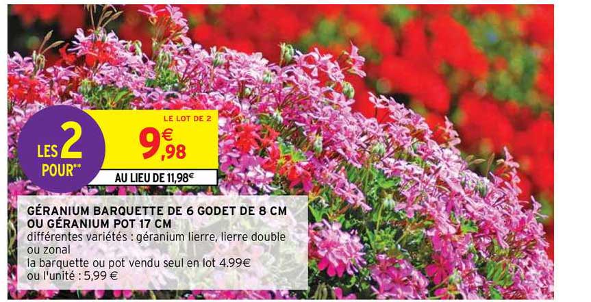 géranium barquette de 6 godet de 8 cm ou géranium pot 17 cm