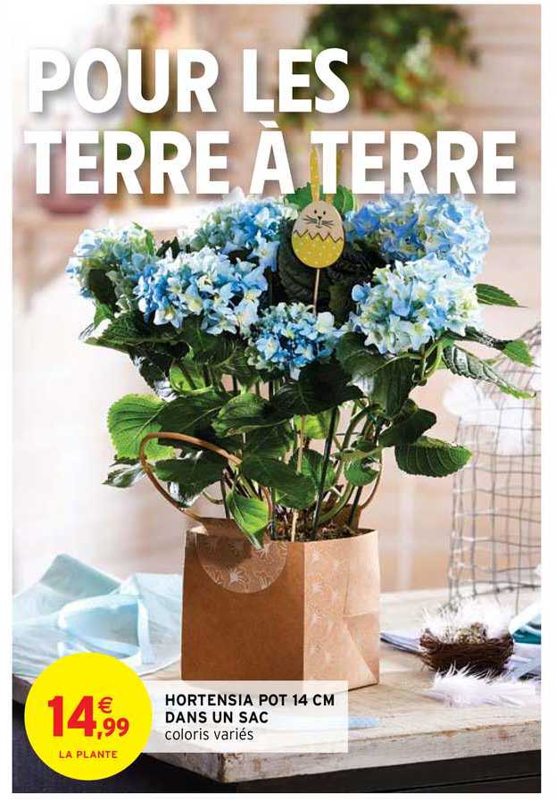 hortensia pot 14 cm dans un sac