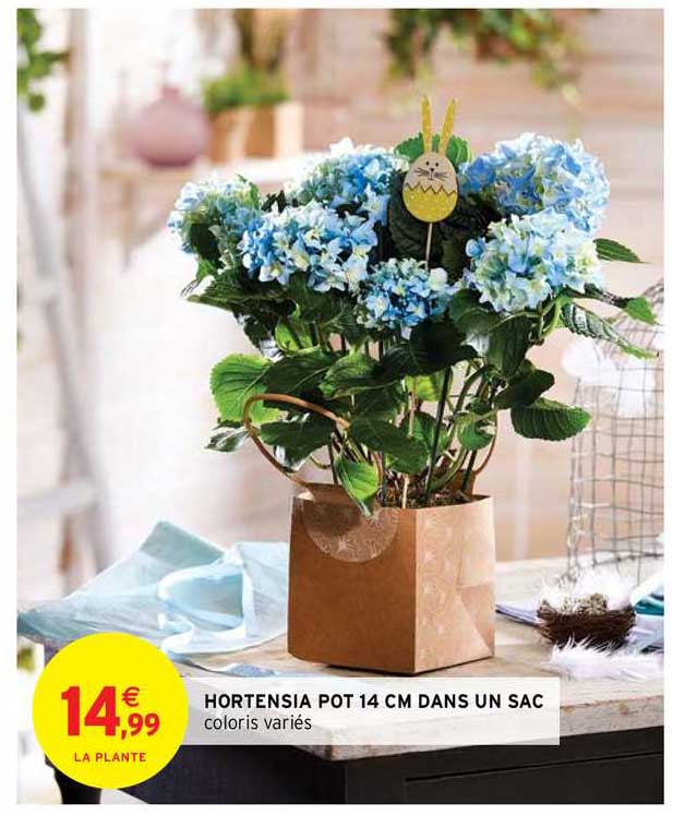 hortensia pot 14 cm dans un sac
