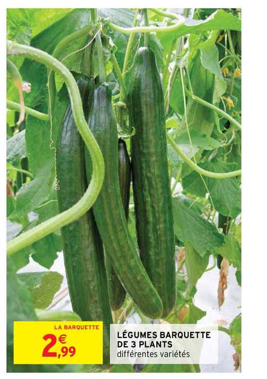 légumes barquette de 3 plants