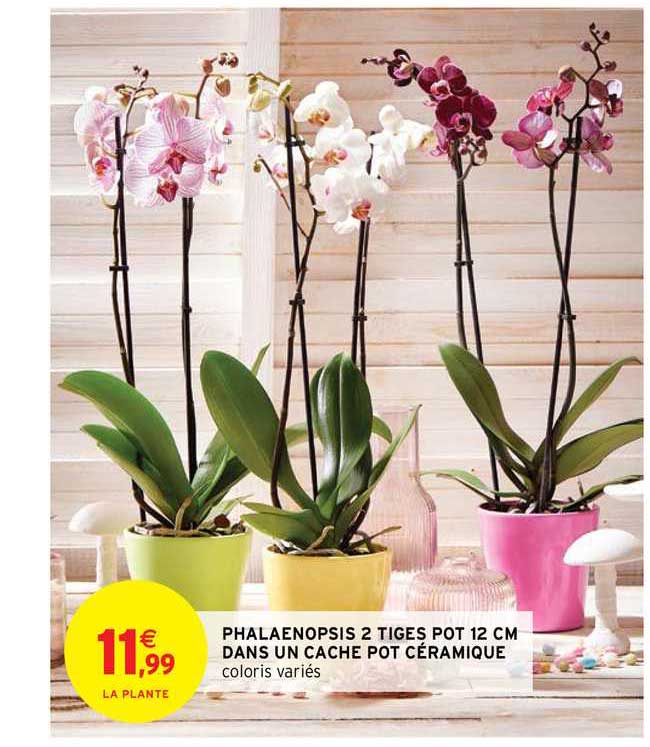phalaenopsis 2 tiges pot 12 cm dans un cache pot céramique