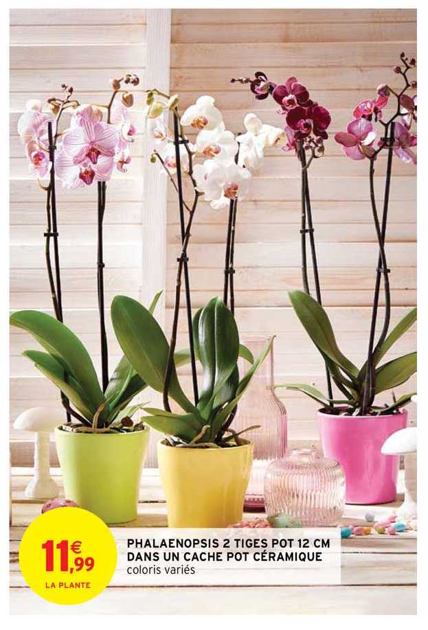 phalaenopsis 2 tiges pot 12 cm dans un cache pot céramique