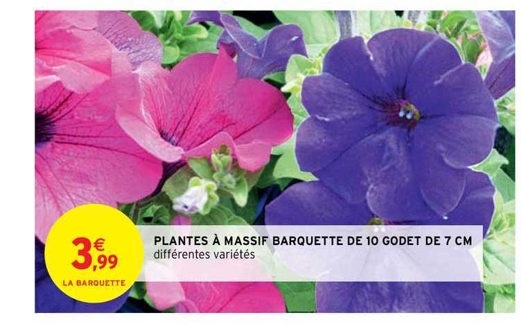 plantes à massif barquette de 10 godet de 7 cm