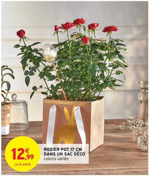 Rosier Pot 17 Cm Dans Un Sac Déco