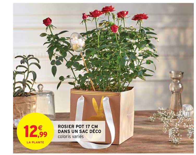 Rosier Pot 17 Cm Dans Un Sac Déco