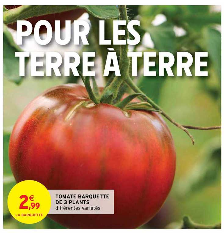 tomate barquette de 3 plants