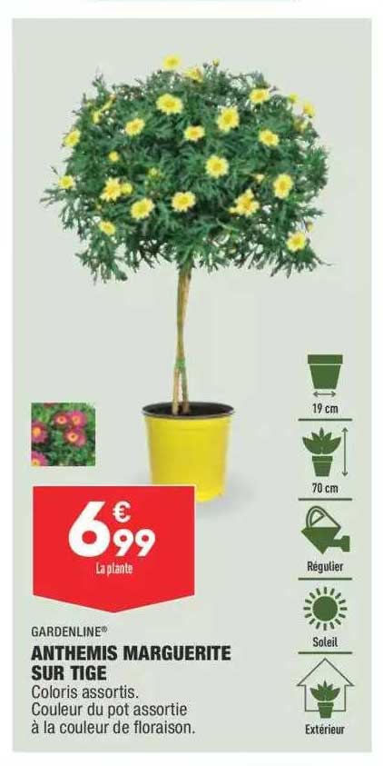 anthemis marguerite sur tige