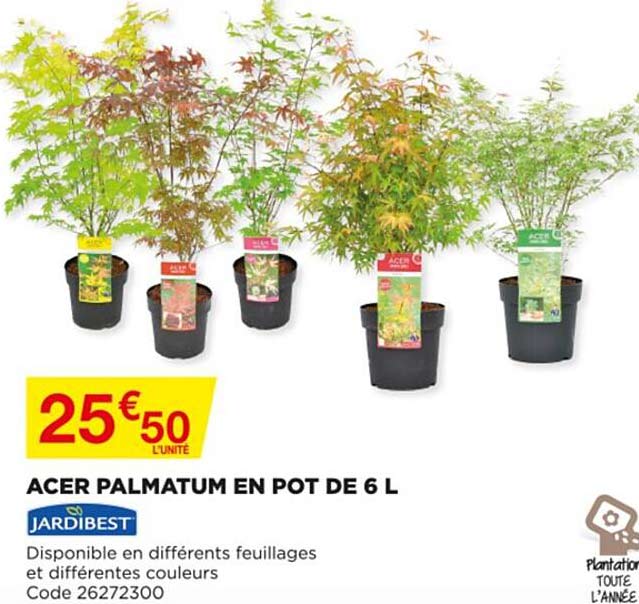 acer palmatum en pot de 6 l jardibest