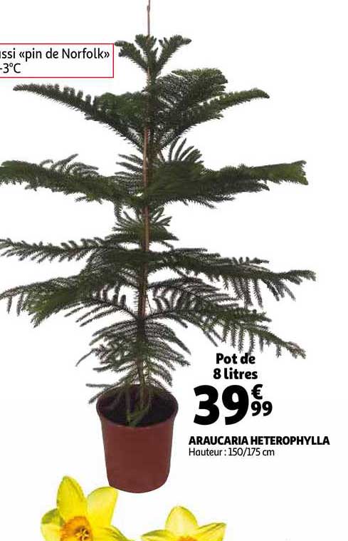 araucaria heterophylla