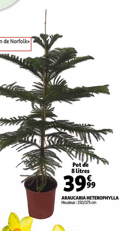 araucaria heterophylla