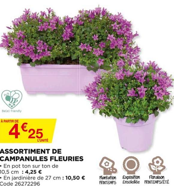 assortiment de campanules fleuries
