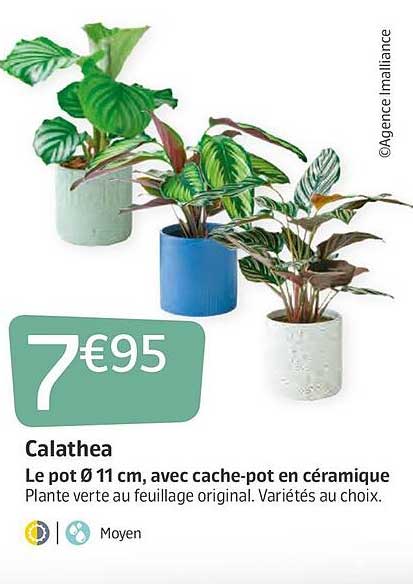 calathea : le pot 11 cm avec cache-pot en céramique