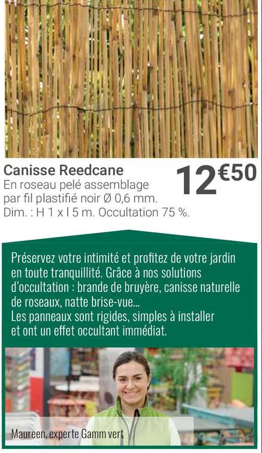 Canisse Reedcane