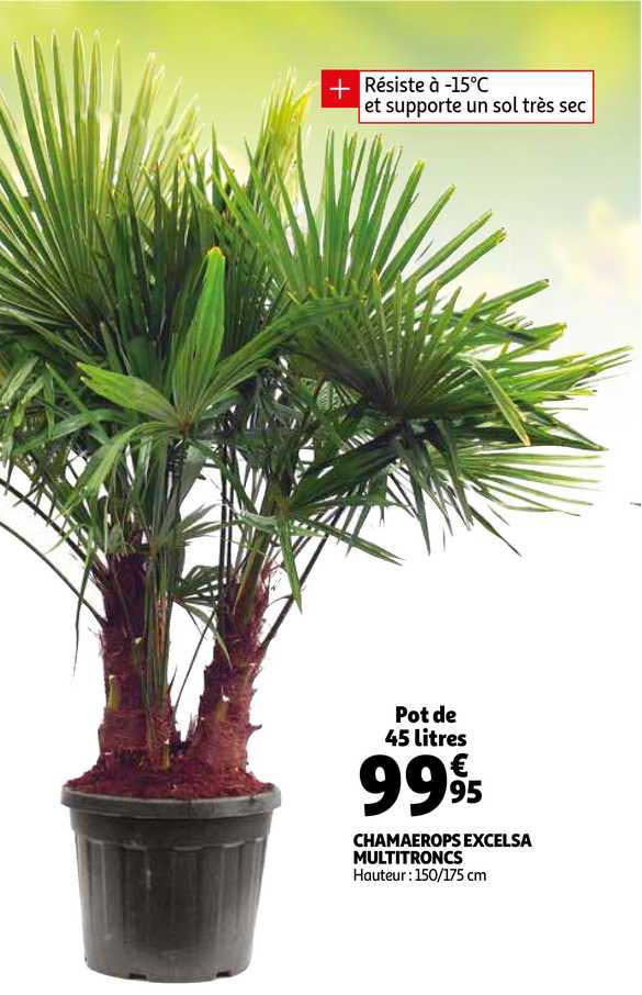 chamaerops excelsa multironcs