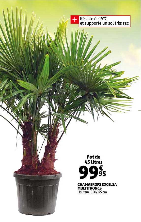 chamaerops excelsa multitroncs