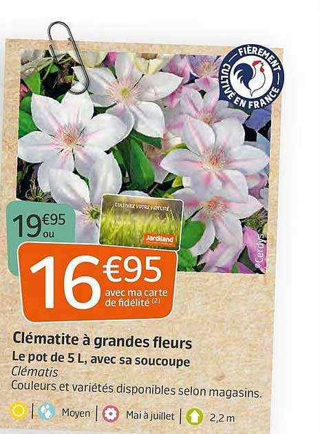 clématite à grandes fleurs