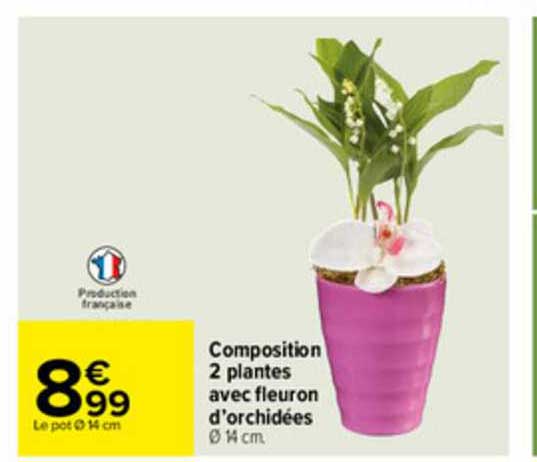 composition 2 plantes avec fleuron d'orchidées