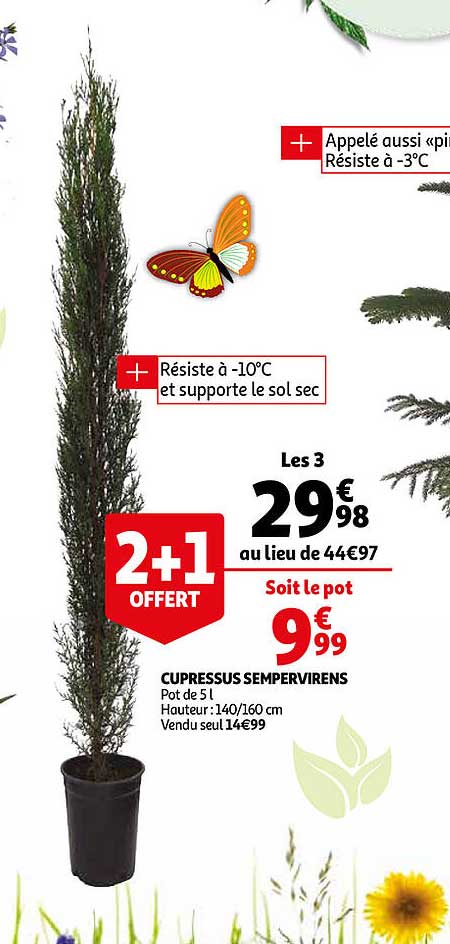 cupressus sempervirens