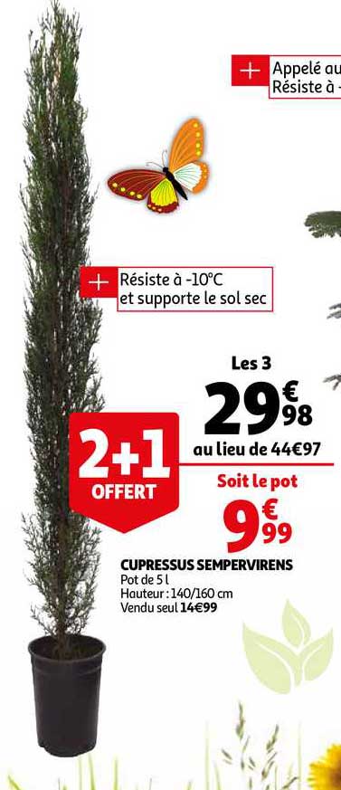 cupressus sempervirens