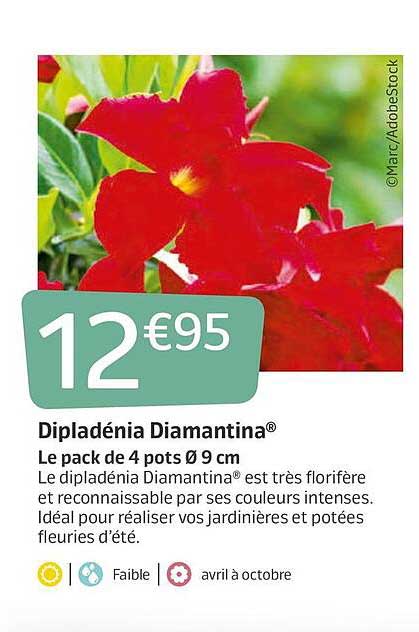 Dipladénia Diamantina