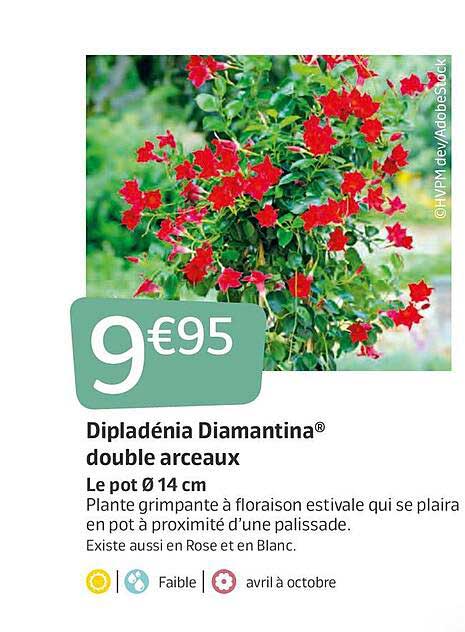 dipladénia diamantina double arceaux
