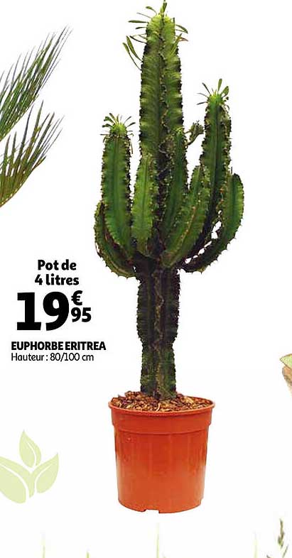euphorbe eritrea